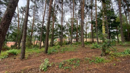 Продам участок Киево - Святошинский район с.Ходосовка – 10 соток. Ходосівка. фото 1 Продам участок Киево - Святошинский район с.Ходосовка – 10 соток. Ходосівка. фото 1