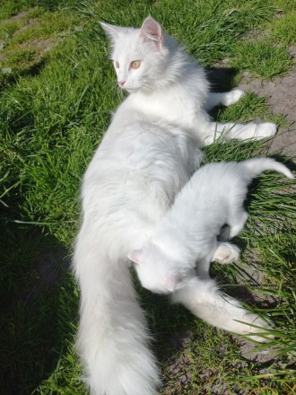 Біле кошеня/ біла кішечка з блакитними очима від змішаної породи - мама Мейн Кун. . фото 12