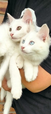 Біле кошеня/ біла кішечка з блакитними очима від змішаної породи - мама Мейн Кун. . фото 4
