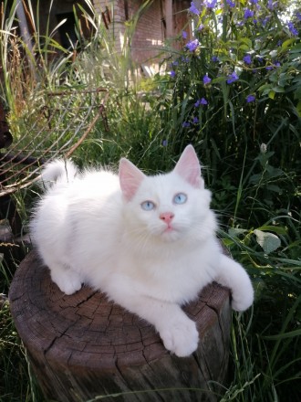 Біле кошеня/ біла кішечка з блакитними очима від змішаної породи - мама Мейн Кун. . фото 10