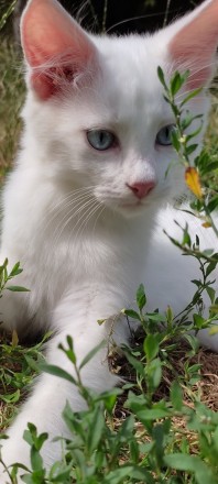 Біле кошеня/ біла кішечка з блакитними очима від змішаної породи - мама Мейн Кун. . фото 6