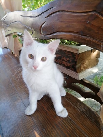 Біле кошеня/ біла кішечка з блакитними очима від змішаної породи - мама Мейн Кун. . фото 5