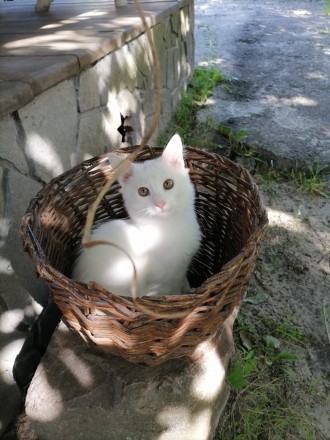 Біле кошеня/ біла кішечка з блакитними очима від змішаної породи - мама Мейн Кун. . фото 2