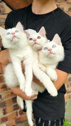 Біле кошеня/ біла кішечка з блакитними очима від змішаної породи - мама Мейн Кун. . фото 8