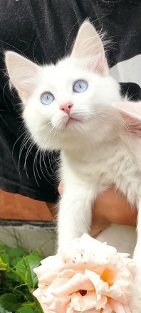 Біле кошеня/ біла кішечка з блакитними очима від змішаної породи - мама Мейн Кун. . фото 11