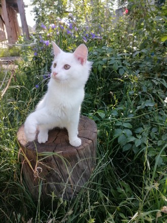 Біле кошеня/ біла кішечка з блакитними очима від змішаної породи - мама Мейн Кун. . фото 9