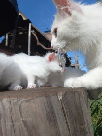 Біле кошеня/ біла кішечка з блакитними очима від змішаної породи - мама Мейн Кун. . фото 13