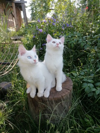 Біле кошеня/ біла кішечка з блакитними очима від змішаної породи - мама Мейн Кун. . фото 3