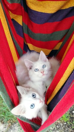 Біле кошеня/ біла кішечка з блакитними очима від змішаної породи - мама Мейн Кун. . фото 7
