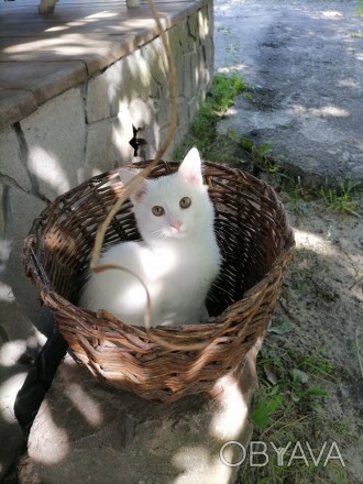 Біле кошеня/ біла кішечка з блакитними очима від змішаної породи - мама Мейн Кун. . фото 1