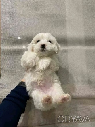 Не дорого