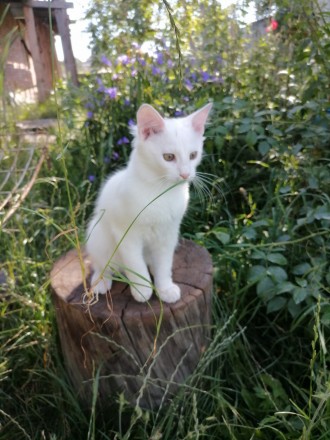 Котенок/кот мальчик белый 3,5 месяца Мейн Кун Као Мани Киев Ровно. Киев. фото 1 Котенок/кот мальчик белый 3,5 месяца Мейн Кун Као Мани Киев Ровно. Киев. фото 1