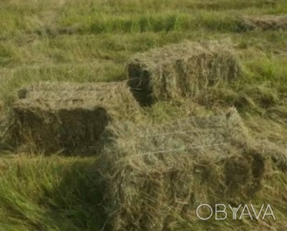 Сено разнотравье, люцерна, луговое, солома. Доставка.