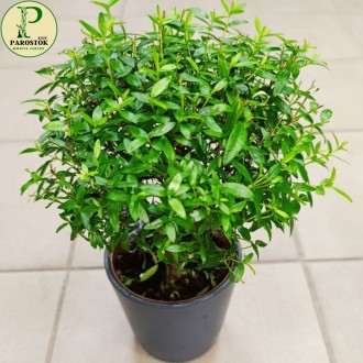 Мирт Звичайний (Myrtus Communis).. Київ. фото 1 Мирт Звичайний (Myrtus Communis).. Київ. фото 1