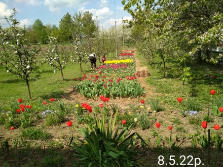 Тюльпан до 8 Березня

Опт і роздріб

Вирощено в Україні з голландської цибул. . фото 11