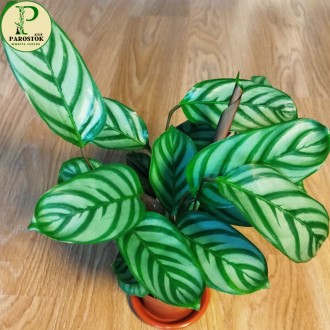 Ктенанта Сетоса. Компакт Стар (Ctenanthe Setosa. Compact Star).. Київ. фото 1 Ктенанта Сетоса. Компакт Стар (Ctenanthe Setosa. Compact Star).. Київ. фото 1