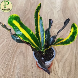 Кротон Варієгатум. Маммі Єлоу (Codiaeum Variegatum. Mammy Yellow).. Київ. фото 1 Кротон Варієгатум. Маммі Єлоу (Codiaeum Variegatum. Mammy Yellow).. Київ. фото 1