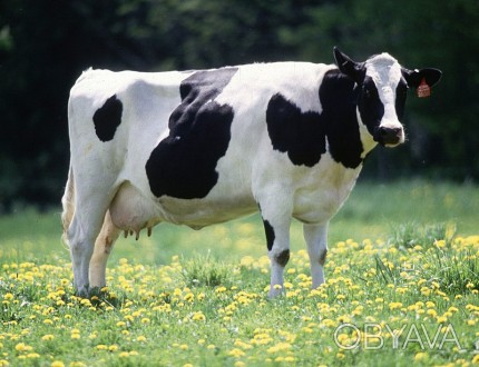 Продам молоду корову, Городнянський р-н. Тел. 067-429-39-41.. . фото 1