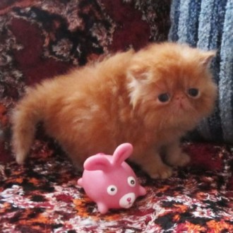 Персидские котята экстремального типа рыжики для души иразведения,, фото родител. . фото 5