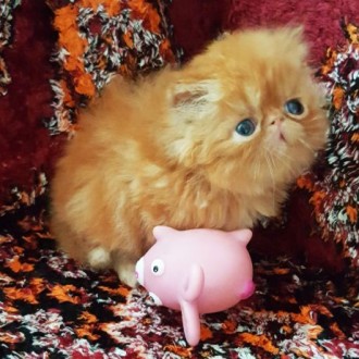 Персидские котята экстремального типа рыжики для души иразведения,, фото родител. . фото 3