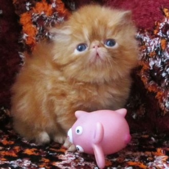 Персидские котята экстремального типа рыжики для души иразведения,, фото родител. . фото 6