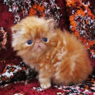 Персидские котята экстремального типа рыжики для души иразведения,, фото родител. . фото 2