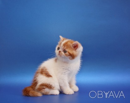 Екзотичний короткошерстий малюк в домашні улюбленці