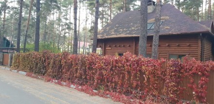 Здается в оренду даревяний будинок в экологичній зоні в сосновому лісі на березі. . фото 7