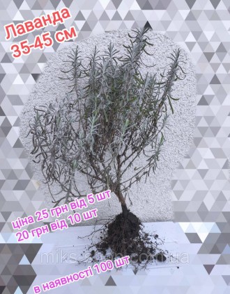 Лаванда опт 20 грн. Вижниця. фото 1 Лаванда опт 20 грн. Вижниця. фото 1