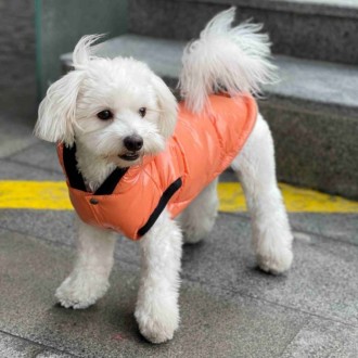 Жилет зимний для собак жилетка bomba лакированный с капюшоном оранжевый унисекс
. . фото 6