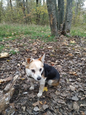 В лесу возле Ворсклы найдена маленькая собачка с двумя ошейниками. Очень голодна. . фото 2