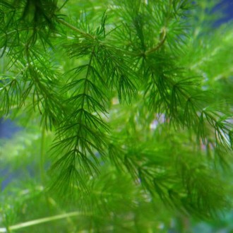 Продам аквариумные растения
Роготистник темно-зелёный (Ceratophyllum demersum) . . фото 4
