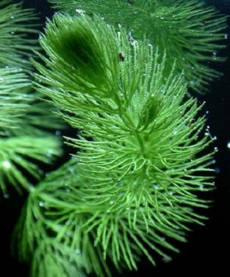 Продам аквариумные растения
Роготистник темно-зелёный (Ceratophyllum demersum) . . фото 3