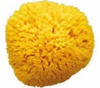 Натуральная морская губка Ok Baby Honeycomb Sea Sponge размер 10. Днепр. фото 1 Натуральная морская губка Ok Baby Honeycomb Sea Sponge размер 10. Днепр. фото 1