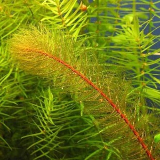 Продам аквариумные растения
Перистолистник красностебельный (Myriophyllum heter. . фото 2