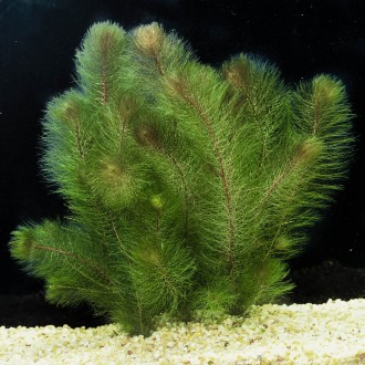 Продам аквариумные растения
Перистолистник красностебельный (Myriophyllum heter. . фото 4