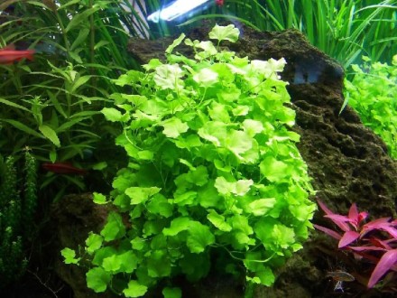 Продам аквариумные растения
Кардамин (Cardamine lyrata) или как его ещё называю. . фото 5