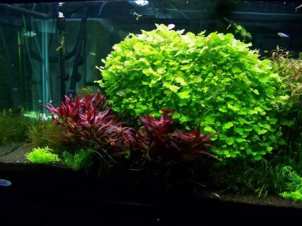 Продам аквариумные растения
Кардамин (Cardamine lyrata) или как его ещё называю. . фото 4