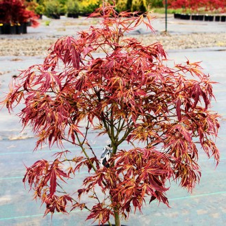 Клен японский Манио-но-сато / Acer palmatum Manyo-no-sato
Эффектная окраска лист. . фото 3