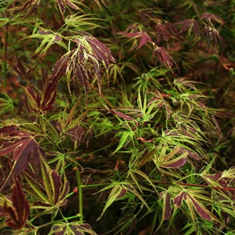 Клен японский Манио-но-сато / Acer palmatum Manyo-no-sato
Эффектная окраска лист. . фото 2