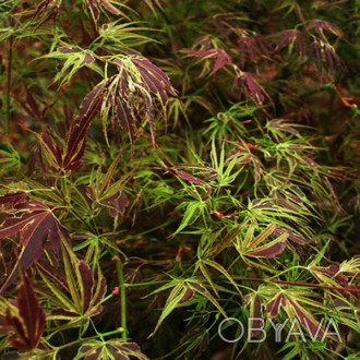 Клен японский Манио-но-сато / Acer palmatum Manyo-no-sato
Эффектная окраска лист. . фото 1