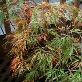 Клен японский Тояма / Acer palmatum Toyama
Этот довольно редкий и необычный клен. . фото 6