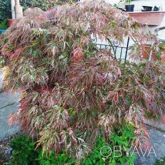 Клен японский Тояма / Acer palmatum Toyama
Этот довольно редкий и необычный клен. . фото 1