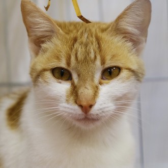 Котики із зони бойових дій. Київ. фото 1 Котики із зони бойових дій. Київ. фото 1