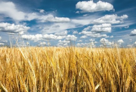 Продажа земли сельскохозяйственного назначения. Одеса. фото 1 Продажа земли сельскохозяйственного назначения. Одеса. фото 1