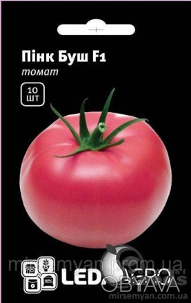 Растение гибрид томата скороспелый с высокой отдачей раннего урожая, (60-65 дней. . фото 1