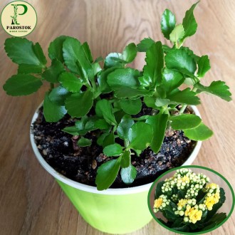Каланхое. Блоссфельдіана (Kalanchoe. Blossfeldiana).. Киев. фото 1 Каланхое. Блоссфельдіана (Kalanchoe. Blossfeldiana).. Киев. фото 1