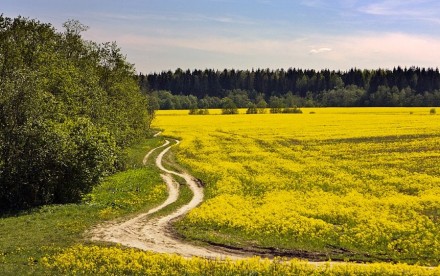 Земельна ділянка 72га ОСГ. Київська область.. Біла Церква. фото 1