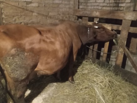 Продам червону степову корову. Хмельницький. фото 1 Продам червону степову корову. Хмельницький. фото 1