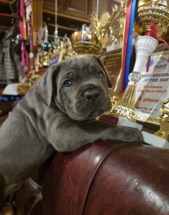 Дівчинка від Чемпіонів. Полтава. фото 1 Дівчинка від Чемпіонів. Полтава. фото 1